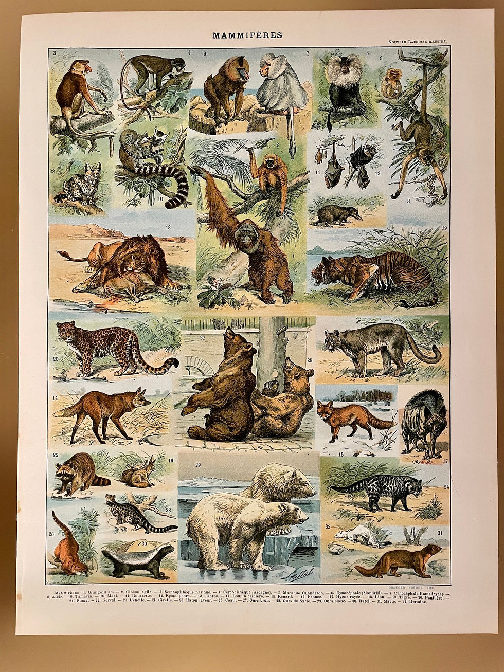 Ancienne planche illustrée sur les mammifères (orang-outan) - Recto/Verso