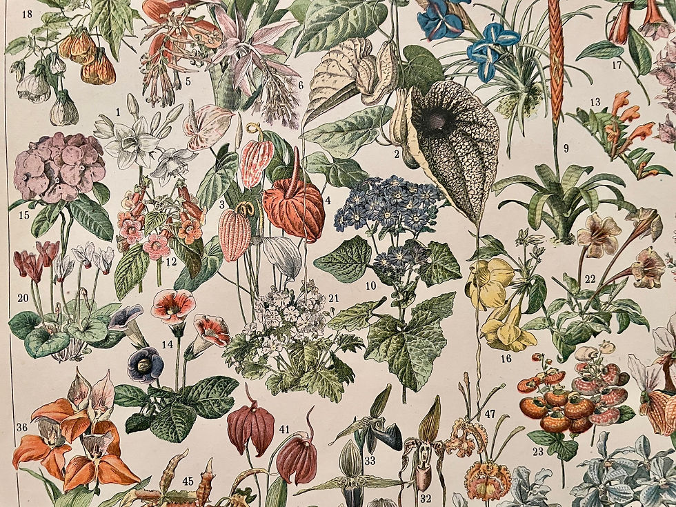 Miniature : Ancienne illustration sur les fleurs des arbres et arbrisseaux - Recto/Verso