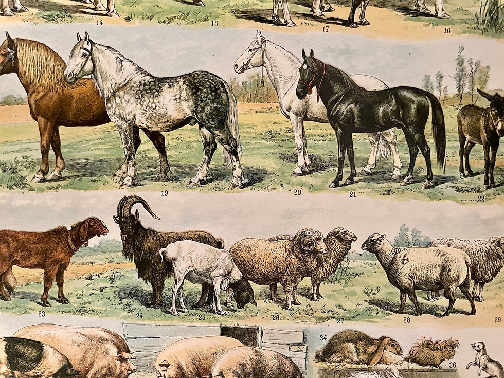 Miniature : Ancienne planche illustrée sur les mammifères (cheval) - Recto/Verso