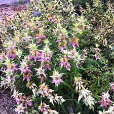 Thumbnail: Monarda punctata (Horsemint)