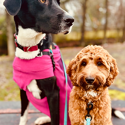 two pups sitting on the top of a picnic table