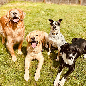 four dogs are in green grass and they are alternating between sitting and standing