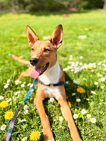 Chewie laying in wild flowers