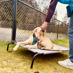 a dog is laying down on a cot and a hand is reaching over them, feeding them a treat