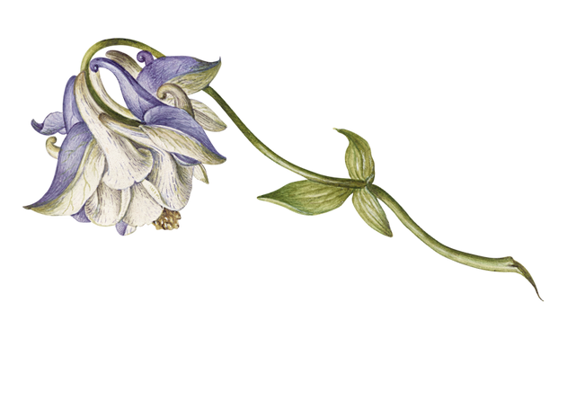 Flower 2.png