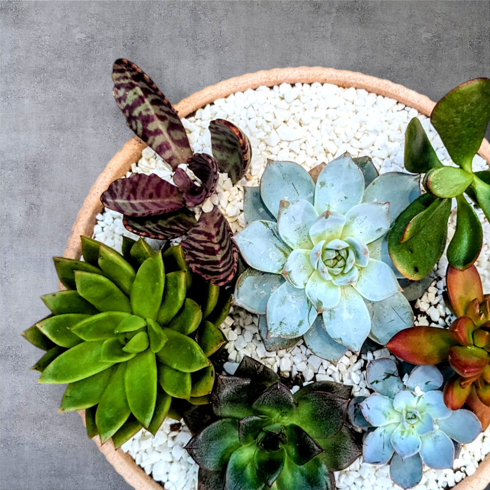 תמונה ממוזערת: קערת סוקולנטים צבעונית