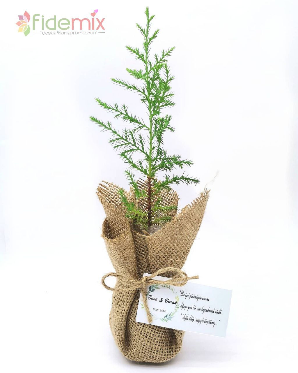 Jüt Sargılı Maviservi Çam Fidanı