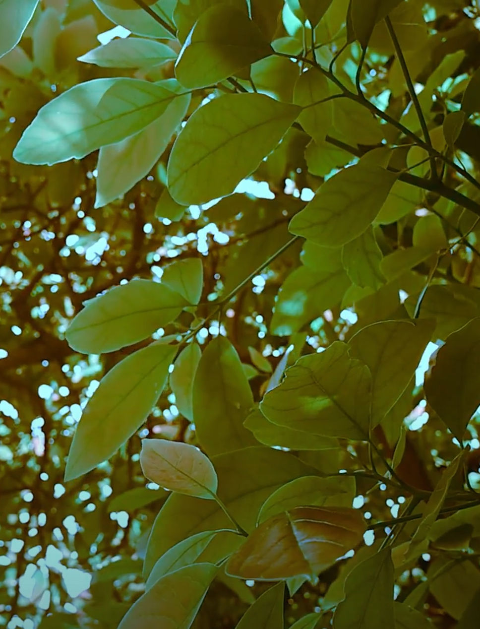 HG Trees Shot for 2023 Teaching Flyer.jpeg