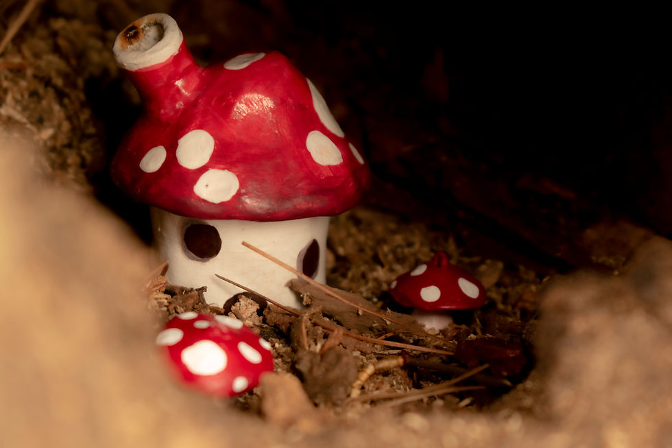 Mushroom2