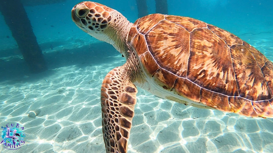 Curaçao Family Diving Review
