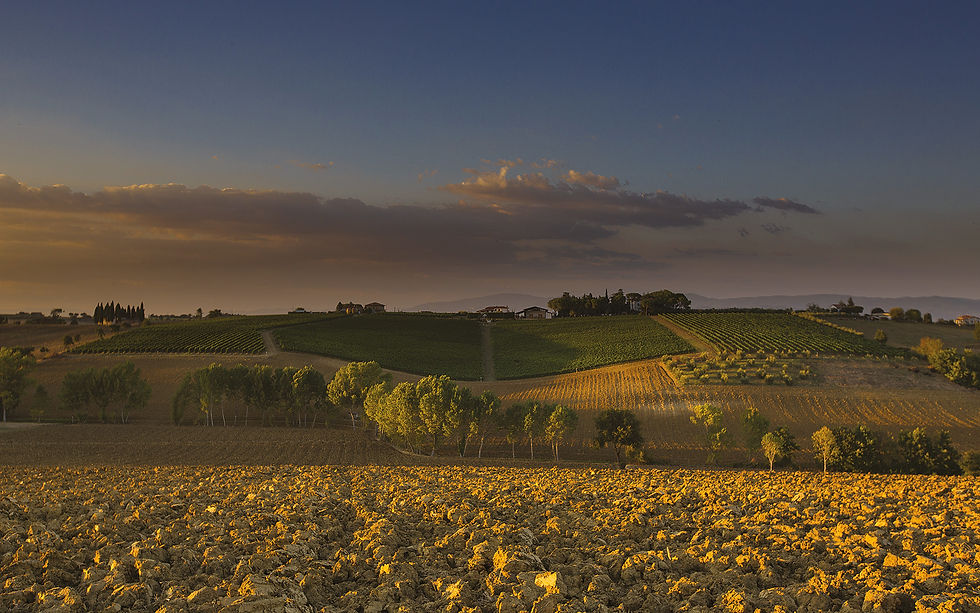 poggio-bertaio.jpg