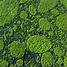 aerial-image-algae-growing-on-260nw-2241543635_edited.jpg