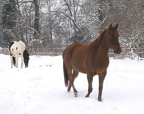 Be Equi Be Happy 63 naturopathie massage cheval suivi des problématiques métaboliques alimentation émotions environnement
