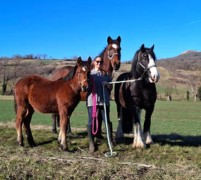 Be Equi Be Happy 63 naturopathe et masseur équin en Auvergne Antoingt Puy-de-Dôme phytothérapie massage naturopathie
