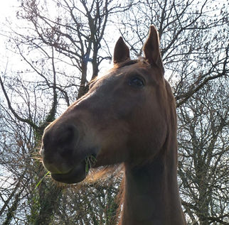 Be Equi Be Happy 63 naturopathe équin Puy-de-Dôme Auvergne nutrition émotion vitalité bien-être cheval