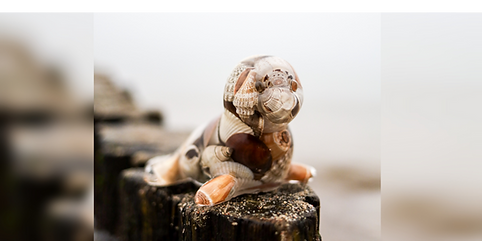 Zu sehen ist eine Robbe auf einem Holzsteg, bestehend aus unterschiedlichen Muscheln.