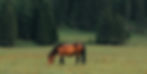 Trail Ride