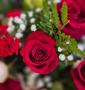 Close Up of Red Roses