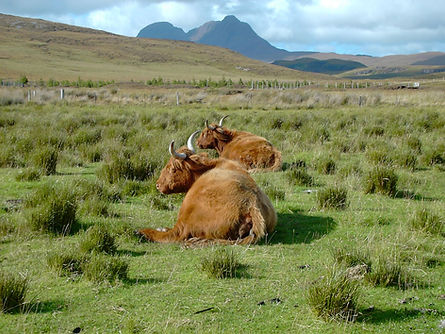 Elphin Rare Breeds Farm
