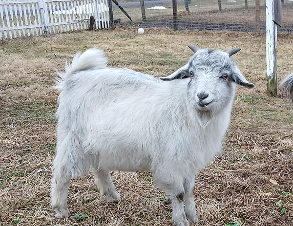buddy_fluffy.jpg