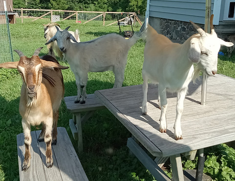 yearlings_2025_edited_edited.jpg