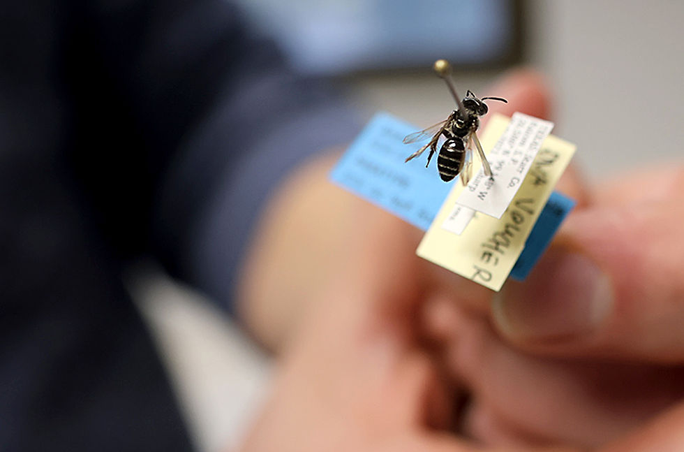 Silas Bossert, assistant professor in the WSU Department of Entomology, holds a pinned specimen of the new bee species that he and colleagues in Texas and Kansas worked to identify. To classify the bee, scientists performed detective work on its DNA, body parts, and use of floral resources (photo by Seth Truscott, WSU CAHNRS).