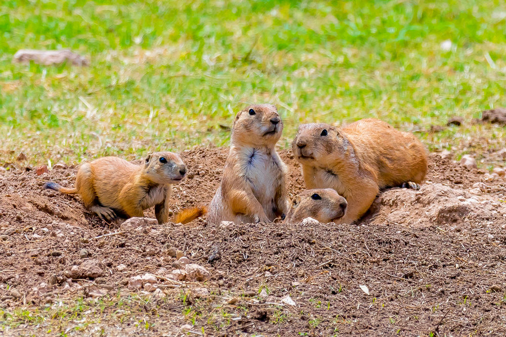 Prairie Dog Town, Lubbock, Texas