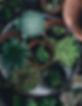 Herbs