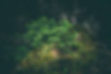little tree