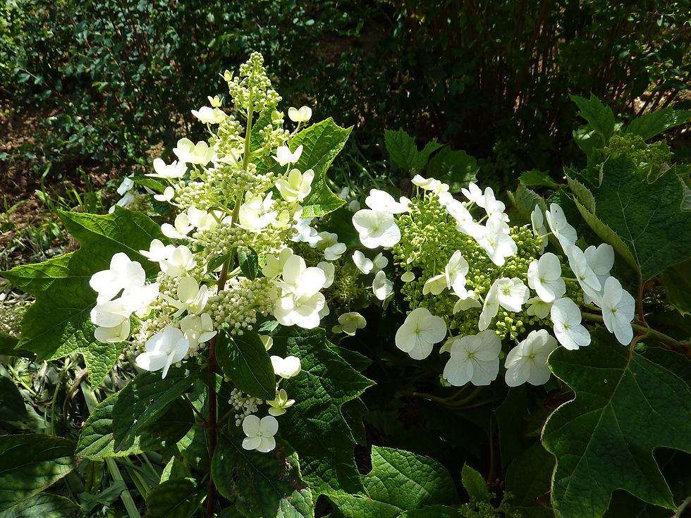 Hydrangea paniculata et H. quercifolia