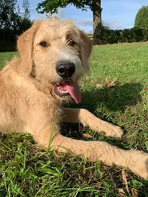 Smiling F1 Labradoodle Enjoying Sunshine – Friendly and Social Dog by Kiss-A-Doodle