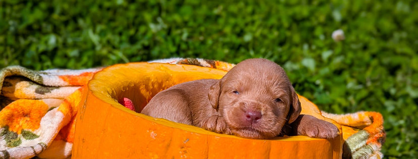F1 Standard Labradoodle puppy named Bjorn inside a pumpkin with fall blanket and grass.