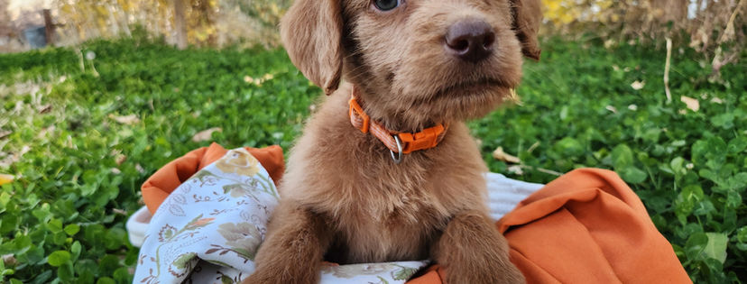 Labradoodle puppy with orange collar sitting in basket with orange and floral fabric, fall background.