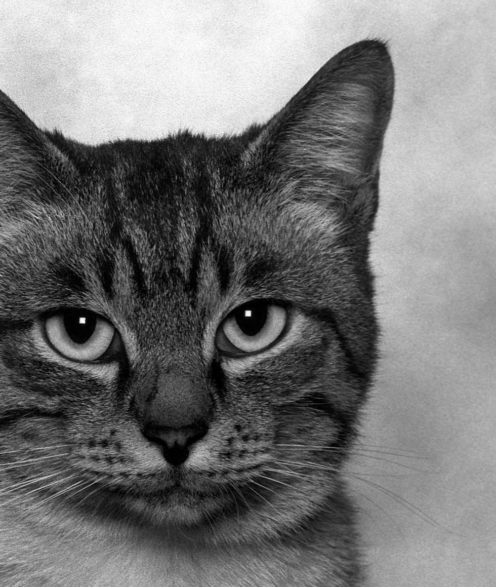 Thumbnail: Dubravka Lazić Black and White Photography animals cat Portraits contemporary art