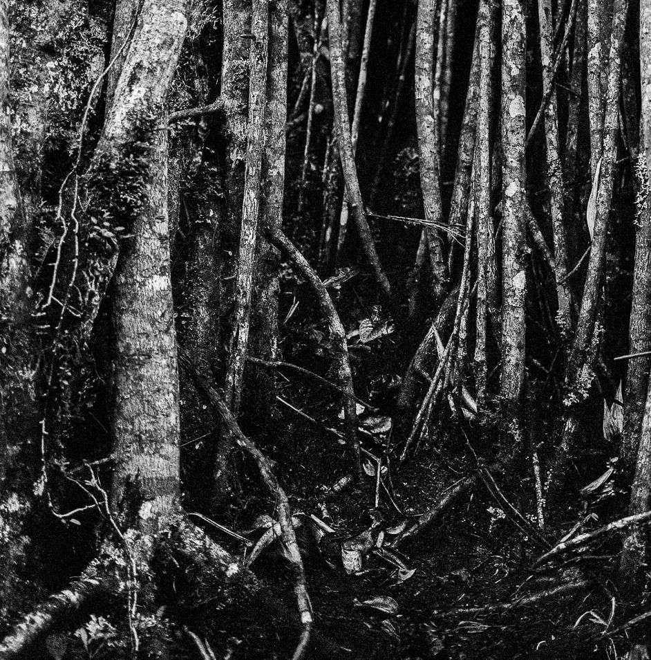 Thumbnail: Raíces Selva Oscura, Pigment Print 2018 Miguel Winograd photography black and white, still life, nature landscape