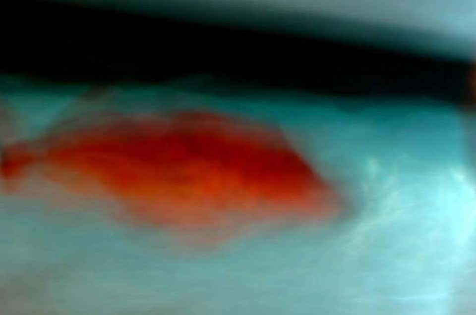 Thumbnail: Archival Pigment Print 2010 Luca Artioli, fish, abstract, color photograph
