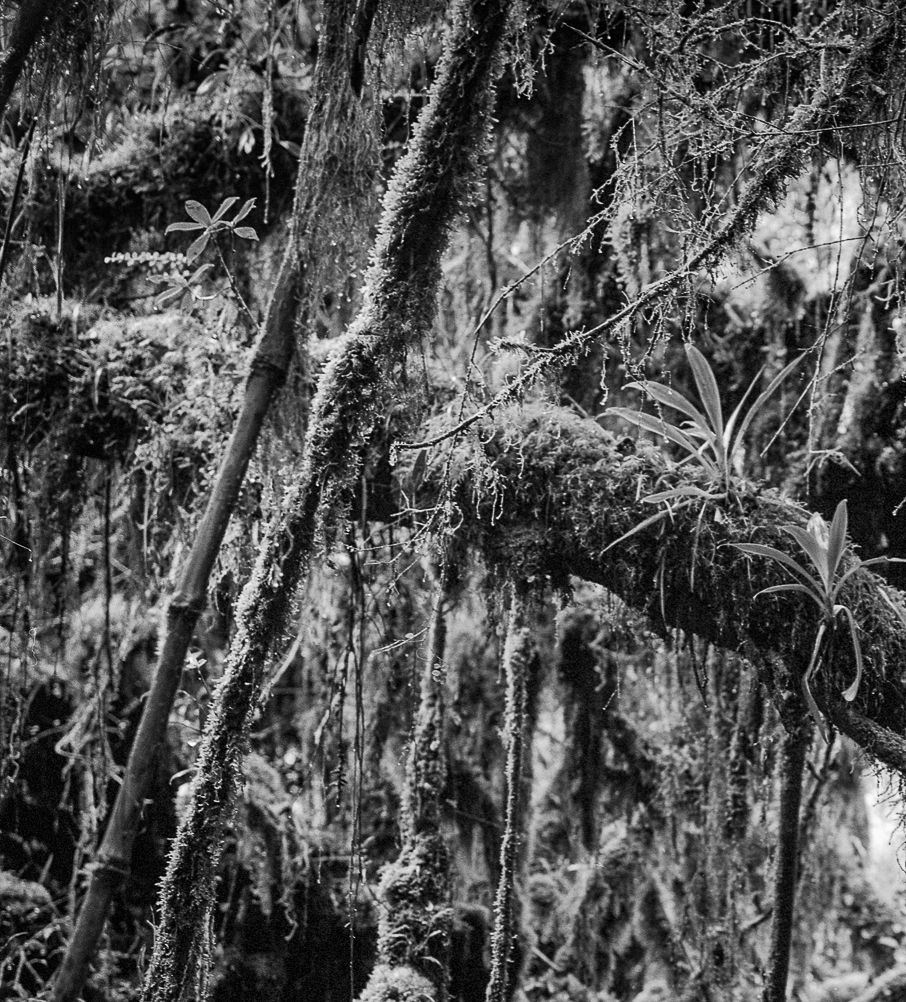 Thumbnail: Bosque Chingaza, Silver Gelatin Print 2016 Miguel Winograd  Miguel Winograd photography B&W, still life, nature landscape