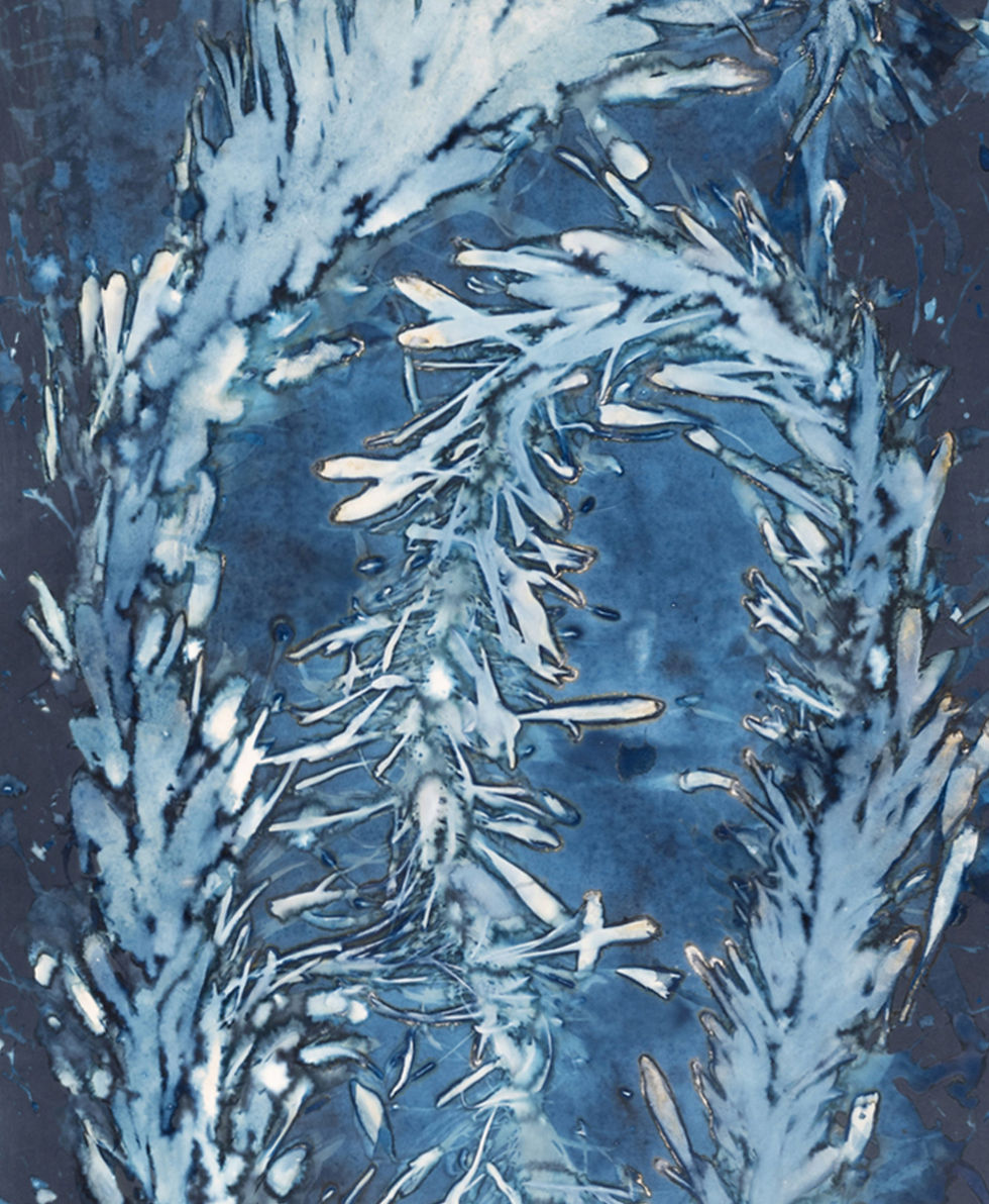 Laminariales XvIII. From the series Bosque_Cyanotype photograph_abstract_ocean_nature