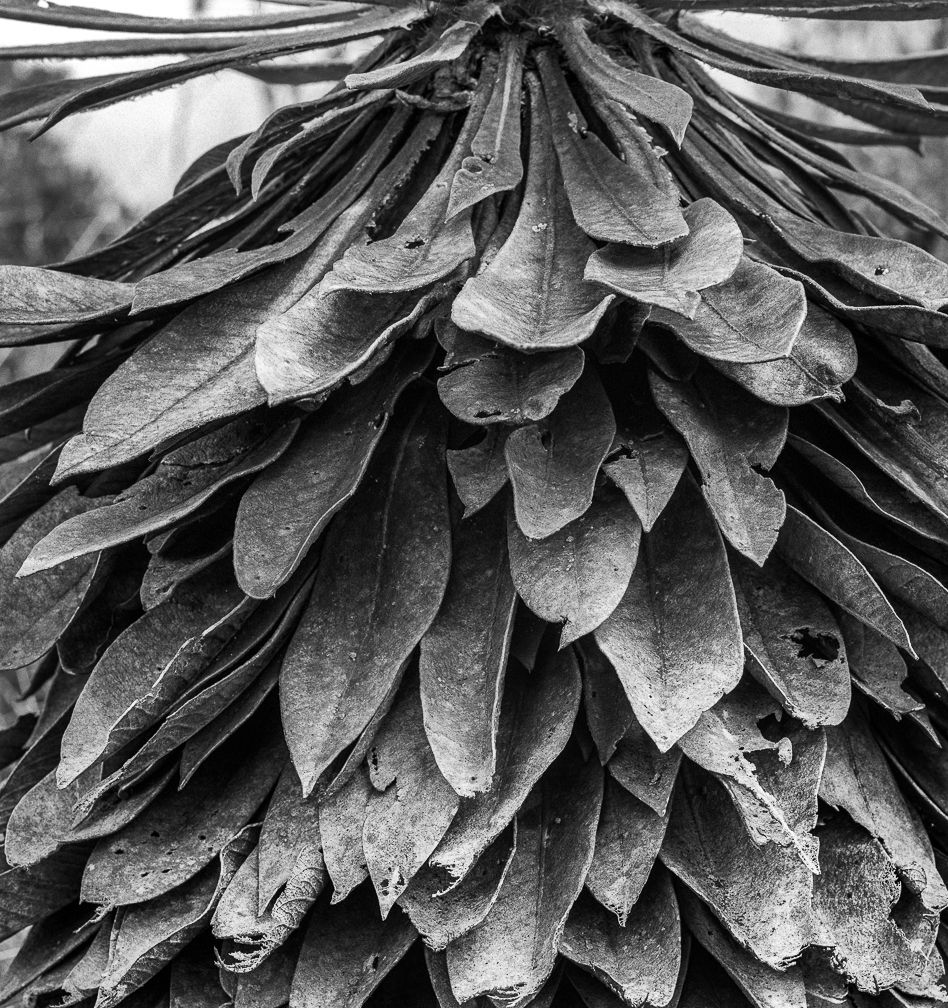 Frailejón el Verjón (Detalle), Pigment Prints 2019 Miguel Winograd photography black and white, still life, nature landscape