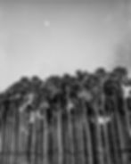 Morichal ecosystem photography Cumaral, Miguel Winograd, 2021, nature landscape, palm swamp