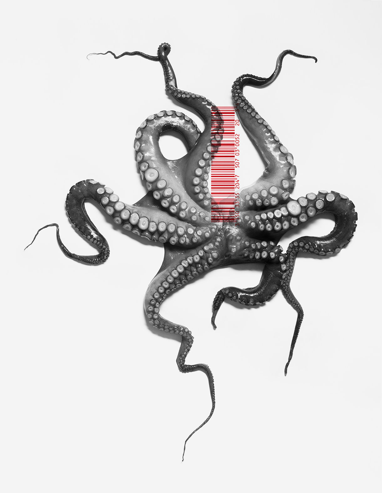 From The ONE series, Photographic print on paper, pop, animals, octopus