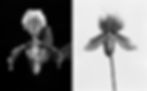 Orchid botanical diptych Paphiopedilum pair, Miguel Winograd, Matas series, photography black and white