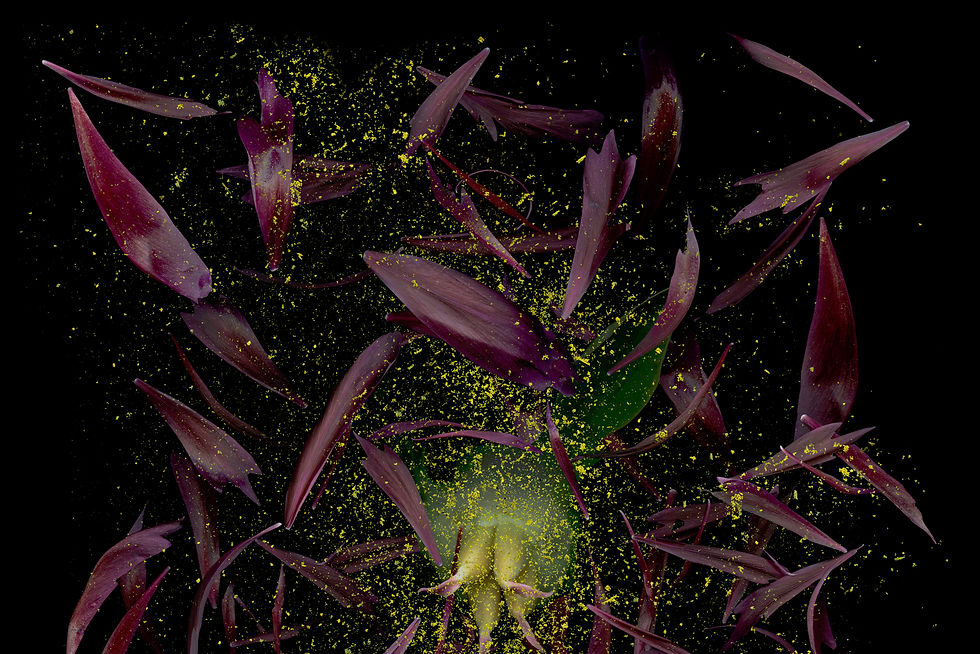 Thumbnail: Zoltan Gerliczki photography color flower still life nature contemporary art