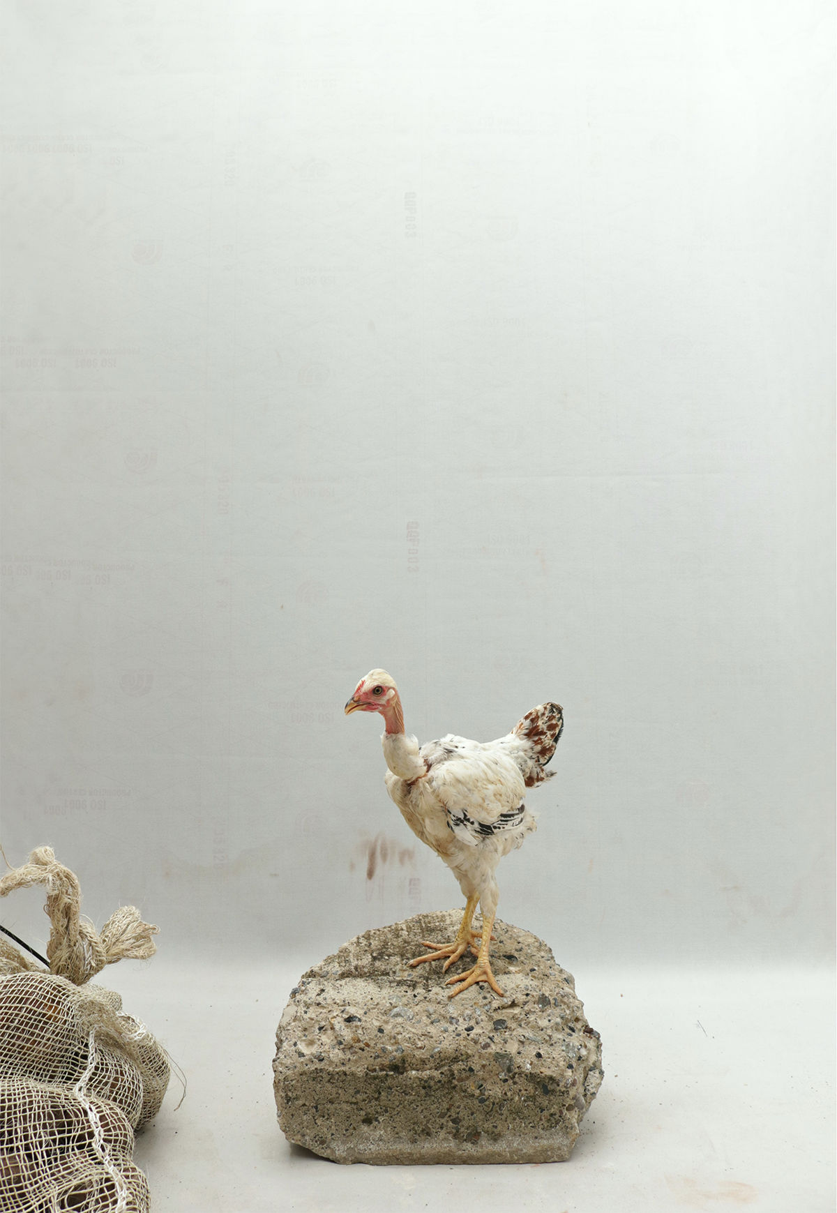 #18 From El Envuelto Divino Series, 2021 Jose Sierra Photography_ Color_  contemporary__figurative