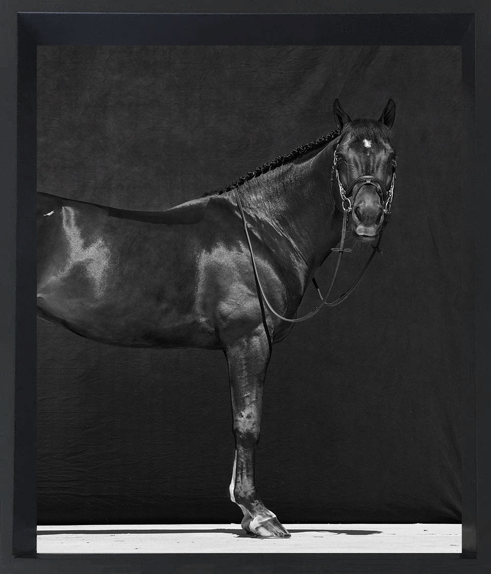 Thumbnail: Brainpower II, III and I. Triptych, 2018. B&W Photography horse Juan Lamarca Animal