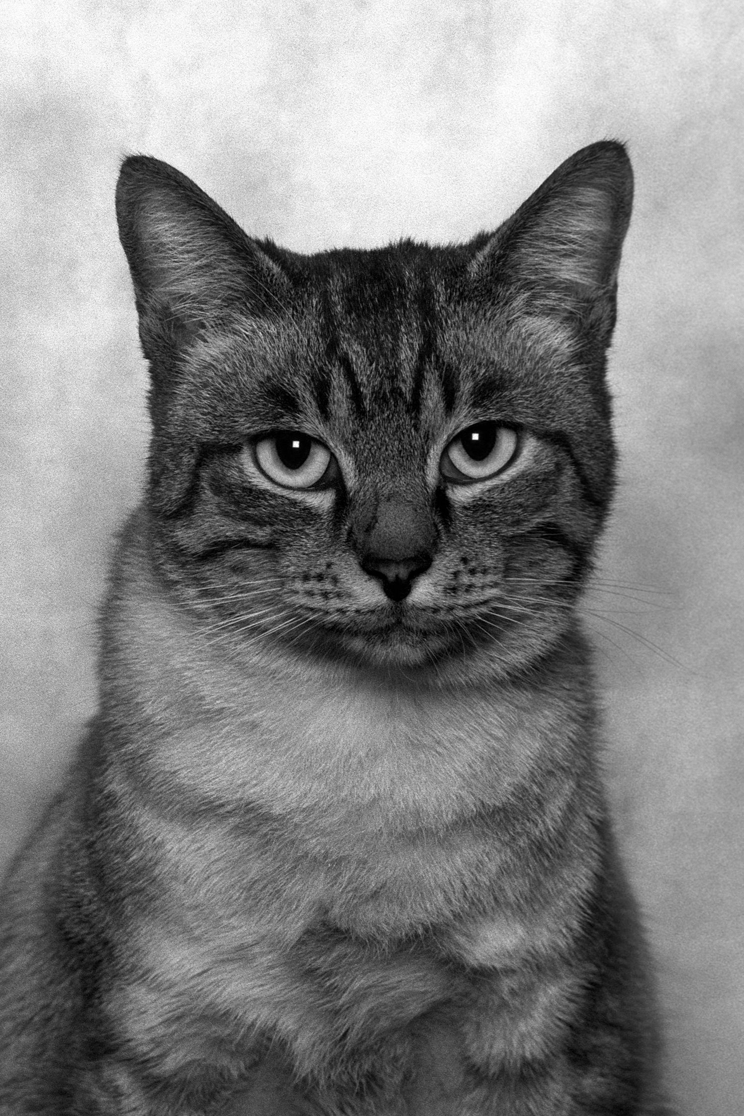 Dubravka Lazić Black and White Photography animals cat Portraits contemporary art