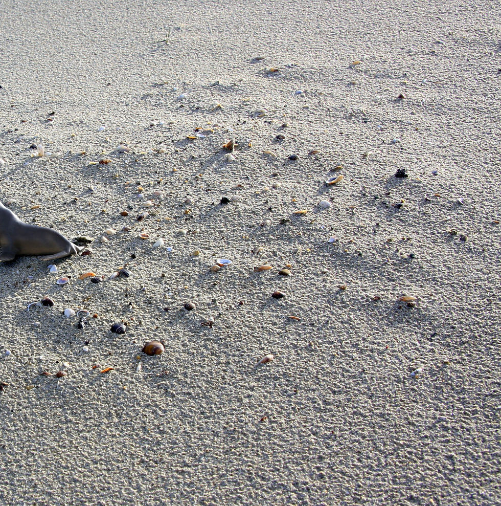 Thumbnail: Toy animal in neutral outdoor landscape, fiction meets environment detail 2018