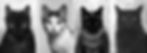 Portrait ID No. 14, 11, 6 and 16, 2005 From The Portraits Series Analogue photograph (negative). Pigment print on Ilford Ga
