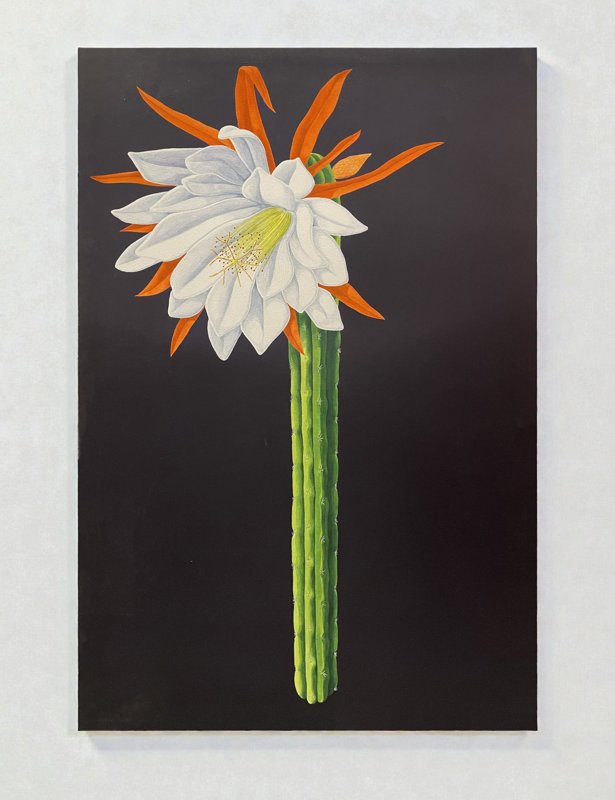 Trichocereus plant painting contemporary Oil on Canvas Miguel angel rios