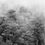 Thumbnail: Bosque de niebla II Chicaque, 2021 Miguel Winograd photography black and white, still life, nature landscape